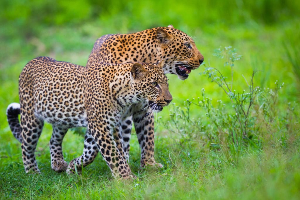 Chinzombo, Zambia, Zambezi, Safari, leopard, giraffe