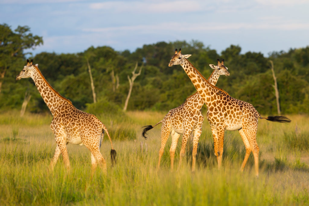 Chinzombo, Zambia, Zambezi, Safari, leopard, giraffe