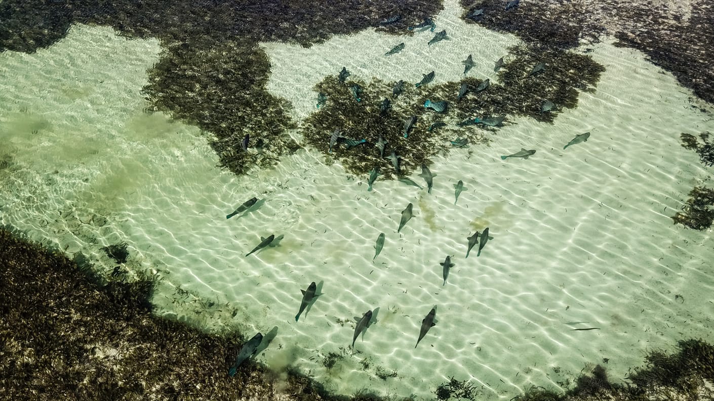 Providence Atoll, Seychelles, Aardvark McLeod