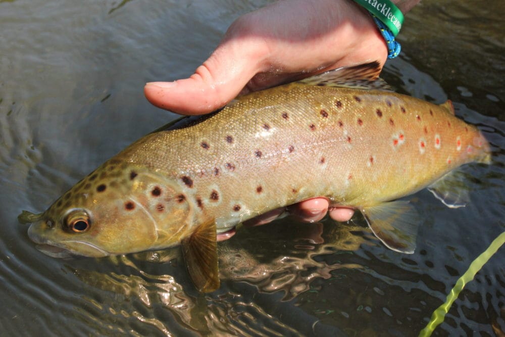 River Kennet, Craven Fishery