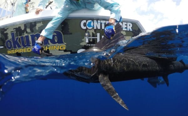 Sailfish, Zancudo Lodge, Costa Rica