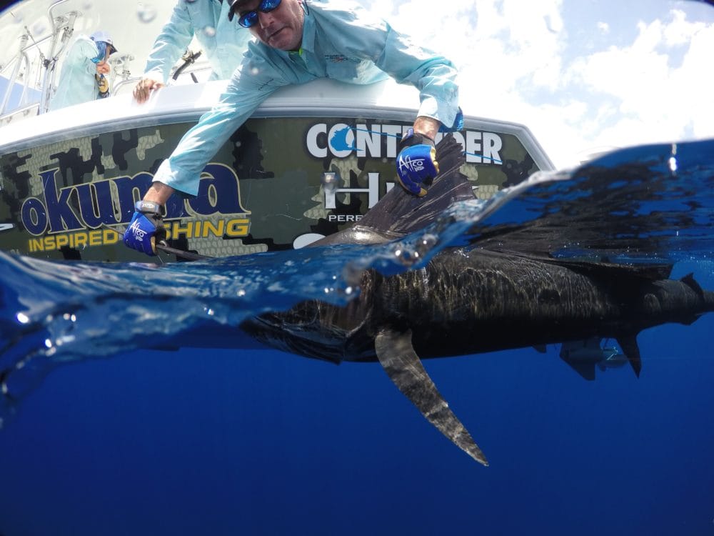 Sailfish, Zancudo Lodge, Costa Rica