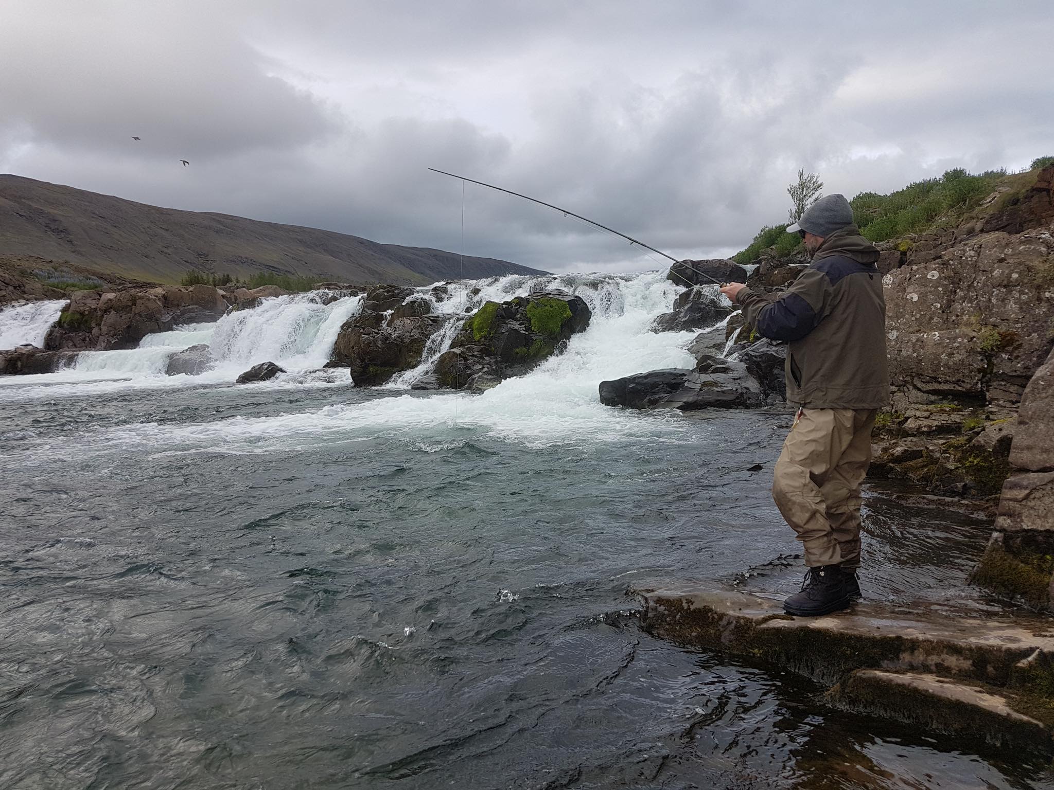 Atlantic salmon, Laxa I Kjos, Iceland, Aardvark McLeod