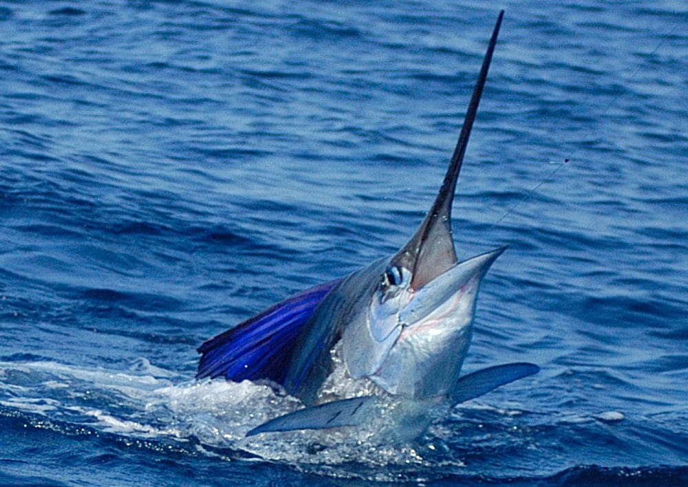 Sailfish, Zancudo Lodge, Costa Rica