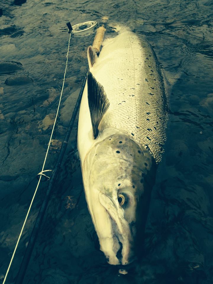 Atlantic salmon, Midfjardara, Iceland, Aardvark McLeod
