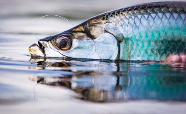 Mexico salt water fly fishing, Aardvark McLeod