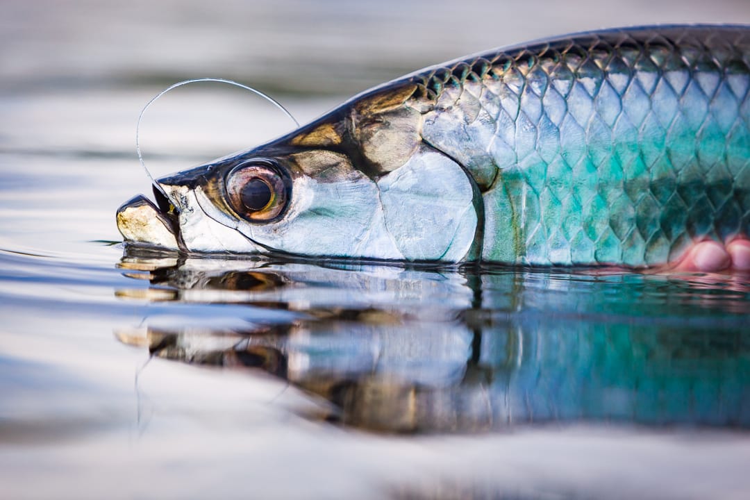 Mexico salt water fly fishing, Aardvark McLeod