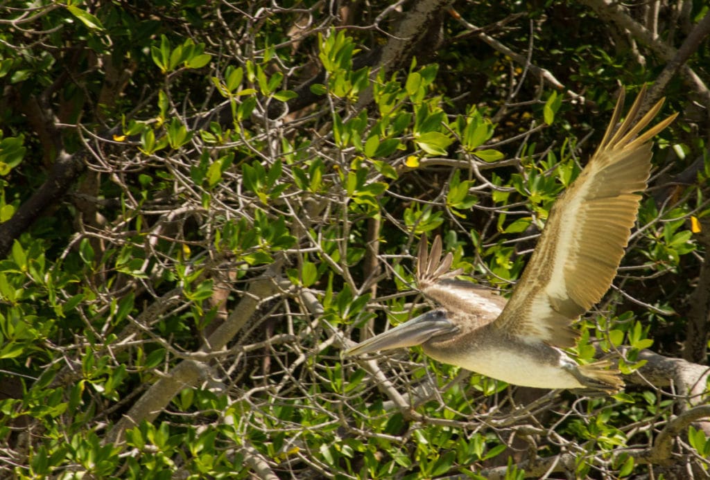 Punta Allen Fishing Club, Ascension Bay, Yucatan Peninsula, Fishing Mexico, Alex Jardine, Aardvark McLeod