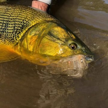 Bolivia, Tsmiane, Bolivia Tsimane, Bolivia Dorado, Tsimane Dorado, fishing for Dorado, Bolivia fishing, Bolivia Pacu, Aardvark McLeod Bolivia, Bolivia Secure Lodge fishing, Bolivia Agua Negra fishing, Bolivia Pluma Lodge fishing