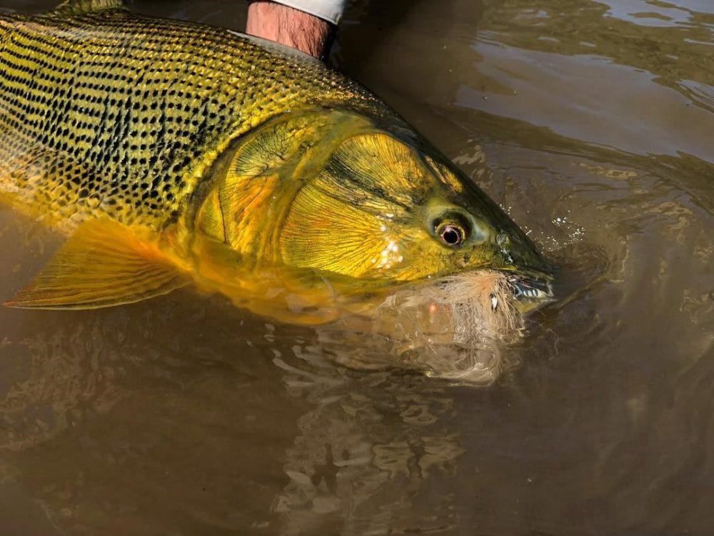 Bolivia, Tsmiane, Bolivia Tsimane, Bolivia Dorado, Tsimane Dorado, fishing for Dorado, Bolivia fishing, Bolivia Pacu, Aardvark McLeod Bolivia, Bolivia Secure Lodge fishing, Bolivia Agua Negra fishing, Bolivia Pluma Lodge fishing