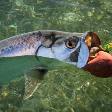 Cuba, fishing in Cuba, Cuba Zapata, Cuba bonefish, Cuba tarpon, Cuba permit, Cuba Cayo Largo fishing, Cuba Jardines de la Reina fishing, Cuba Gardens of the King fishing, Cuba Jardines del Rey fishing