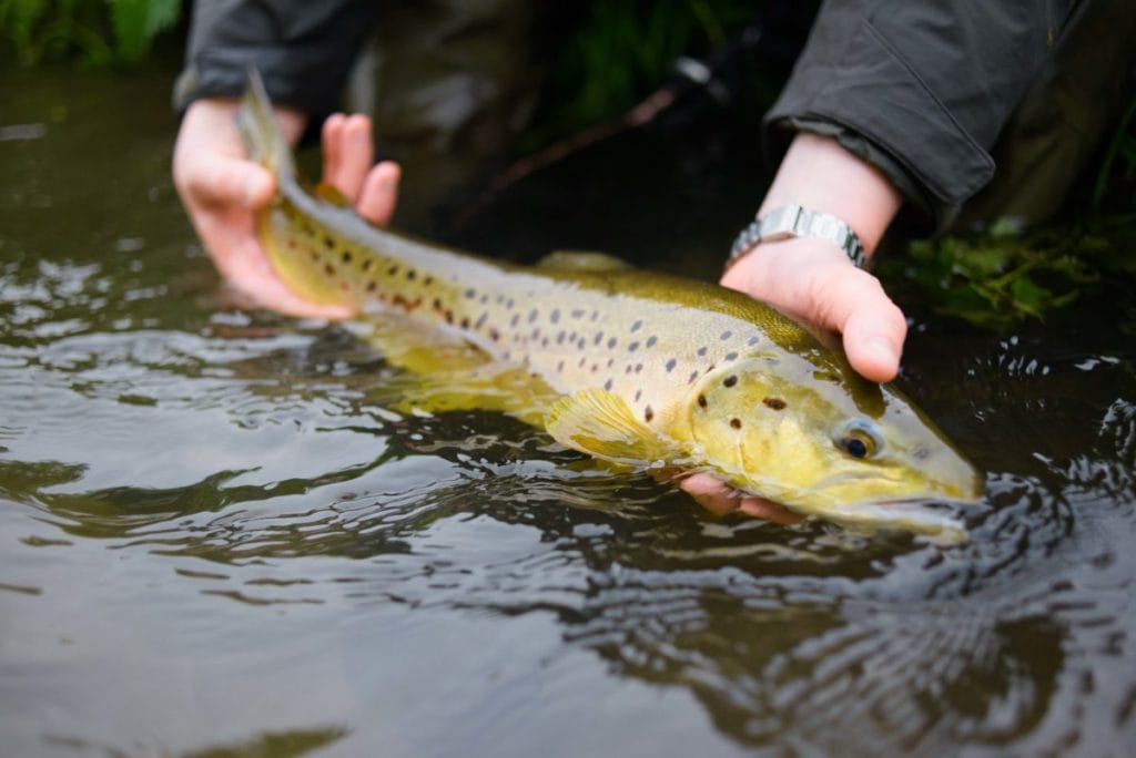 Mayfly, chalkstream, river test, river anton, river avon,