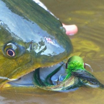 Bolivia, Tsmiane, Bolivia Tsimane, Bolivia Dorado, Tsimane Dorado, fishing for Dorado, Bolivia fishing, Bolivia Pacu, Aardvark McLeod Bolivia, Bolivia Secure Lodge fishing, Bolivia Agua Negra fishing, Bolivia Pluma Lodge fishing