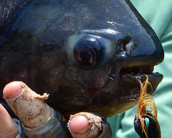Bolivia, Tsmiane, Bolivia Tsimane, Bolivia Dorado, Tsimane Dorado, fishing for Dorado, Bolivia fishing, Bolivia Pacu, Aardvark McLeod Bolivia, Bolivia Secure Lodge fishing, Bolivia Agua Negra fishing, Bolivia Pluma Lodge fishing
