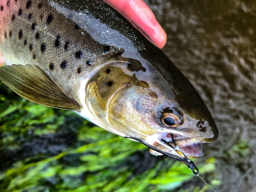 sunray shadow, tying sunray shadow, fishing sunray shadow