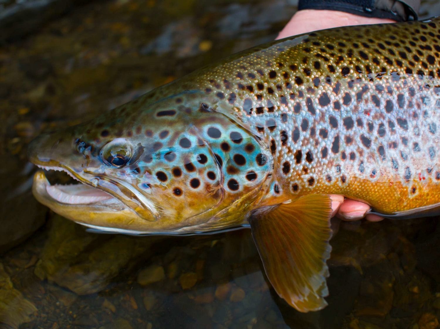 Trout fishing horse riding Patagonia, Argentina