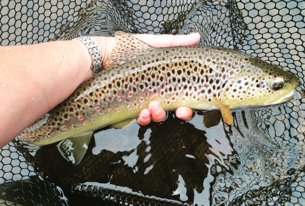dry fly fishing, Grayling fishing, Brown Trout fishing, UK fishing, Chalkstream Fishing, River Fishing, Lisa Isles Fishing
