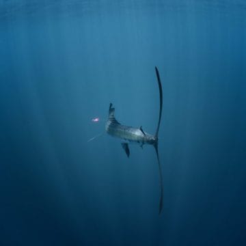 Alphonse Island, St Francois atoll, Seychelles, fishing Astove, fishing in Seychelles, GTs, giant trevally, bonefish, triggerfish, permit, Aardvark McLeod