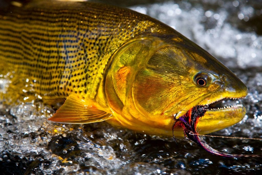 Golden Dorado River Cruiser, fly fishing golden dorado, golden dorado fishing, catching golden dorado, fishing Argentina, Estancia Laguna Verde, popper fishing, fly fishing tips, aardvark mcleod