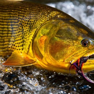 Golden Dorado River Cruiser, fly fishing golden dorado, golden dorado fishing, catching golden dorado, fishing Argentina, Estancia Laguna Verde, popper fishing, fly fishing tips, aardvark mcleod