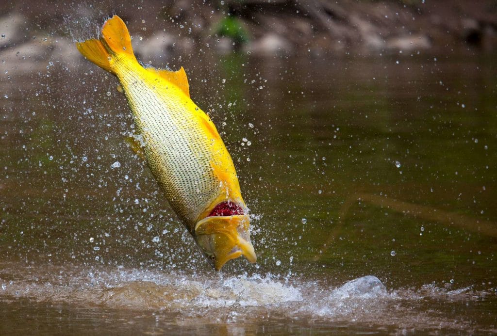 Golden Dorado River Cruiser, fly fishing golden dorado, golden dorado fishing, catching golden dorado, fishing Argentina, Estancia Laguna Verde, popper fishing, fly fishing tips, aardvark mcleod