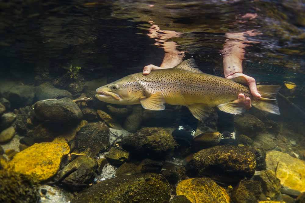 Lisa Isles New Zealand, trout fishing New Zealand, Sight Fly Fishing New Zealand, Brown Trout New Zealand, Owen River Lodge New Zealand