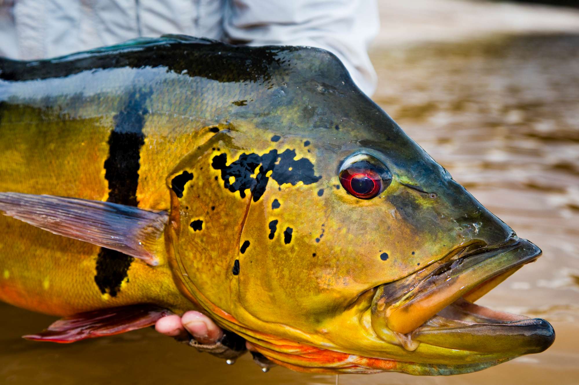 Fly Fishing for Peacock Bass at Agua Boa Lodge