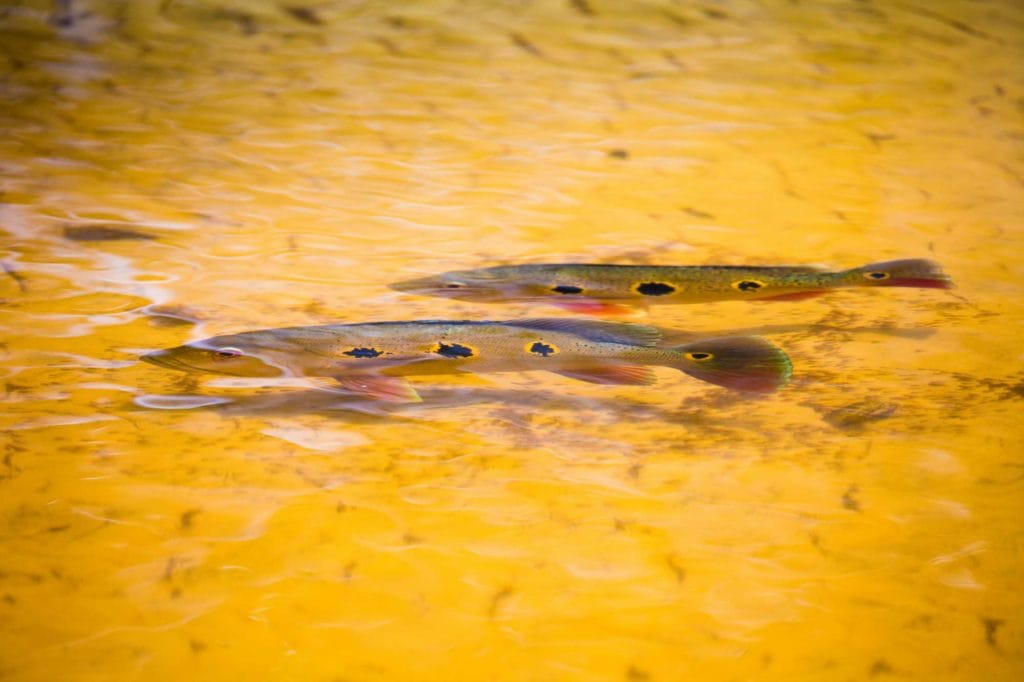 Rio marie, rio de gigantes, fishing brazil, peacock bass, matt harris, untamed angling, aardvark mcleod, fishing jungle, fly fishing peacock bass, peacock bass flies, fishing manaus, fishing amazon