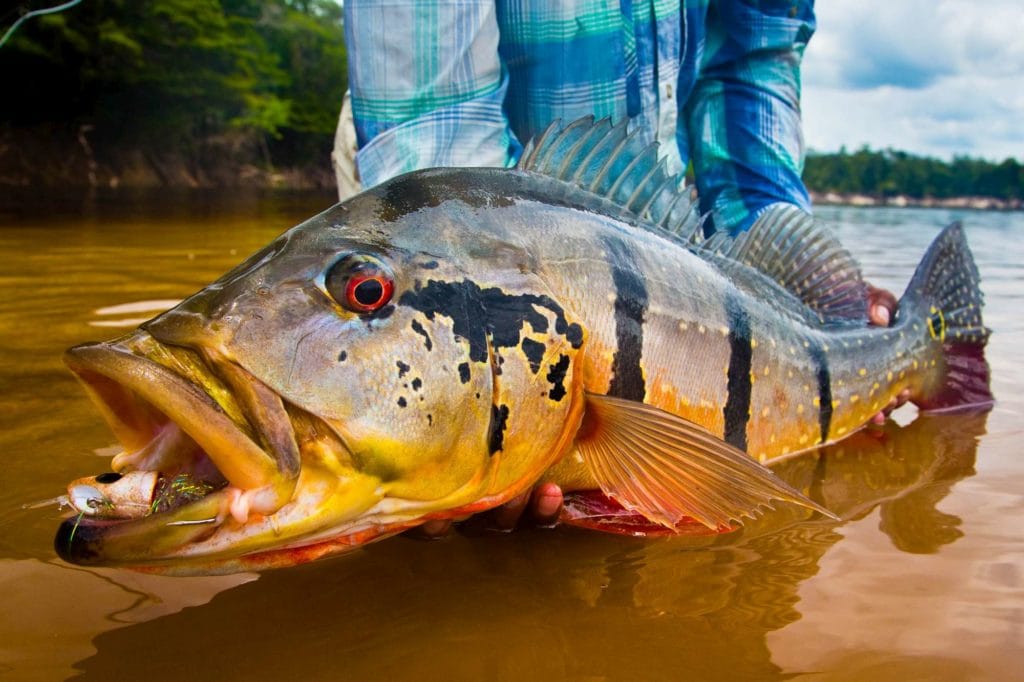 Rio marie, rio de gigantes, fishing brazil, peacock bass, matt harris, untamed angling, aardvark mcleod, fishing jungle, fly fishing peacock bass, peacock bass flies, fishing manaus, fishing amazon