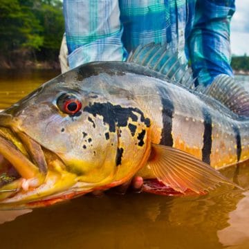 Rio marie, rio de gigantes, fishing brazil, peacock bass, matt harris, untamed angling, aardvark mcleod, fishing jungle, fly fishing peacock bass, peacock bass flies, fishing manaus, fishing amazon