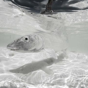 Alphonse Island, St Francois atoll, Seychelles, fishing Astove, fishing in Seychelles, GTs, giant trevally, bonefish, triggerfish, permit, Aardvark McLeod