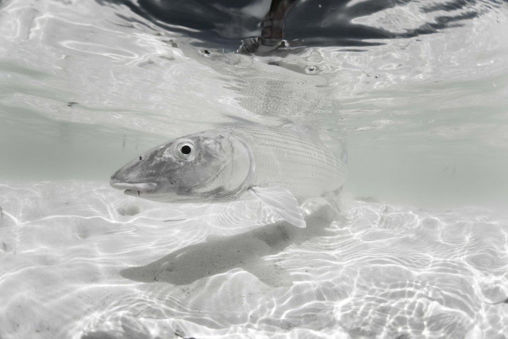 Alphonse Island, St Francois atoll, Seychelles, fishing Astove, fishing in Seychelles, GTs, giant trevally, bonefish, triggerfish, permit, Aardvark McLeod