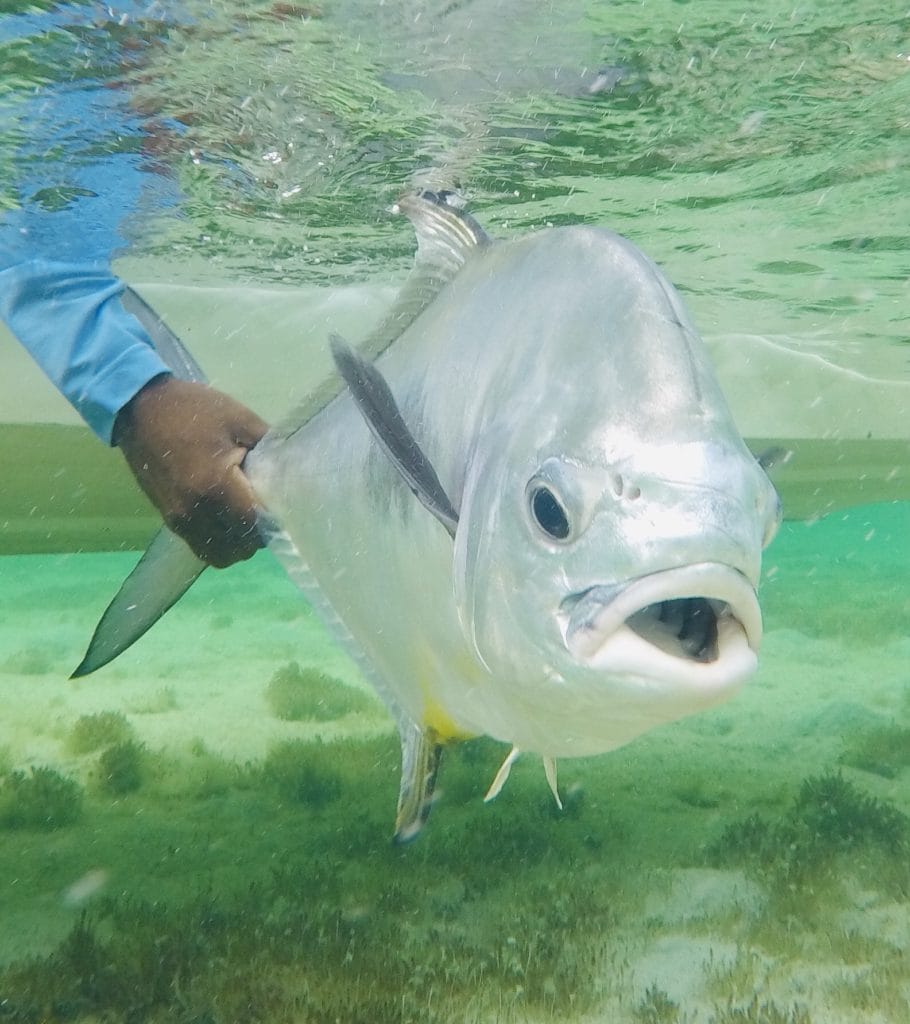 Crooked & Acklins Island, Bahamas, Aardvark McLeod