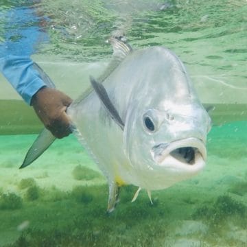 Crooked & Acklins Island, Bahamas, Aardvark McLeod