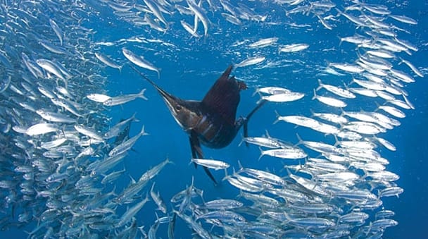 Guatemala sailfishing