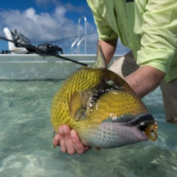 Alphonse Island, St Francois atoll, Seychelles, fishing Astove, fishing in Seychelles, GTs, giant trevally, bonefish, triggerfish, permit, Aardvark McLeod