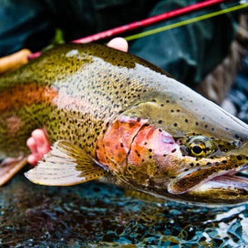 Savan Kamchatka Trout fishing, Russia