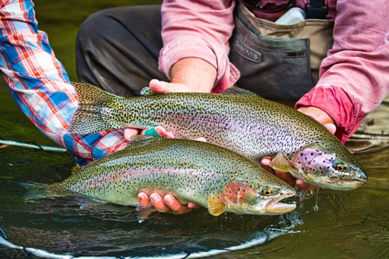 Russia; Kamchatka, the World's best trout fishing? Aardvark Mcleod