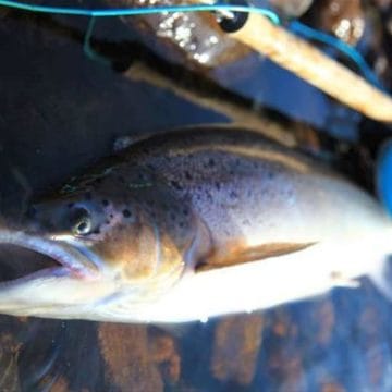 Brevyeni Camp, Ponoi, Kola Penisnular, Russia, Atlantic salmon, Aardvark McLeod