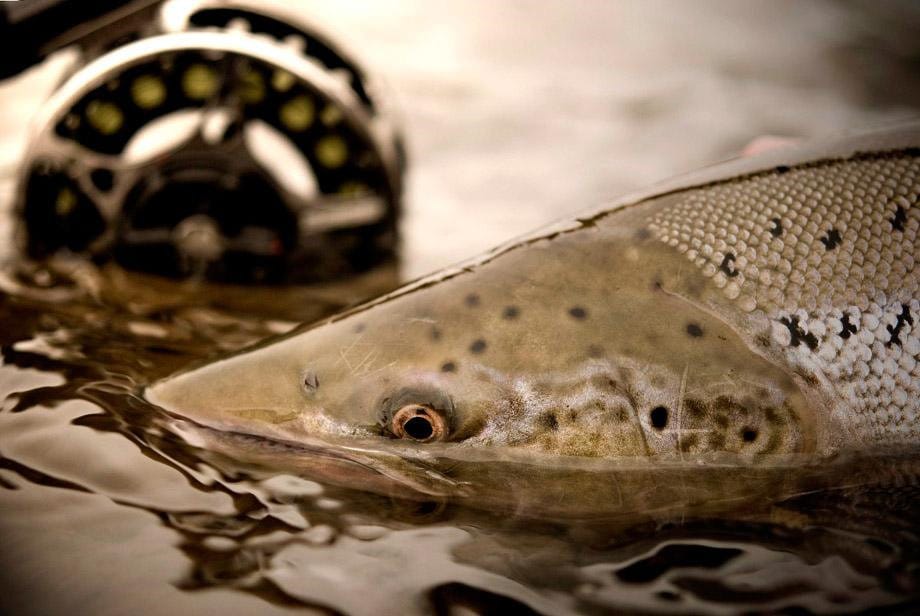 Salmon Fishing Midfjardara River Iceland