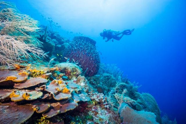 Turneffe Flats Lodge, Belize, Aardvark McLeod