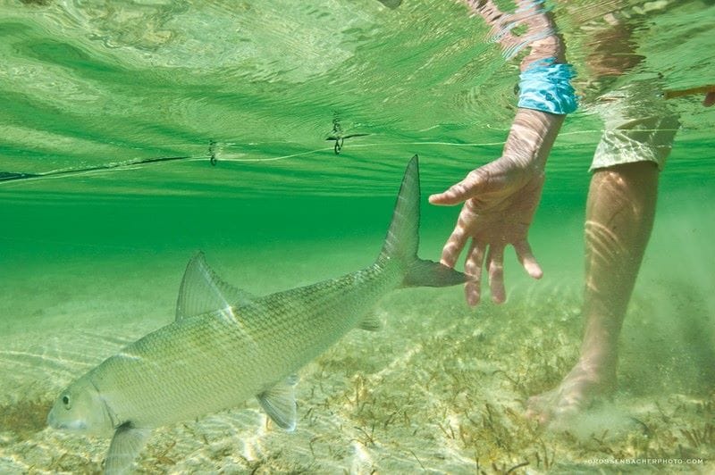 Bair's Lodge, Bahamas, Bonefish, Aardvark McLeod