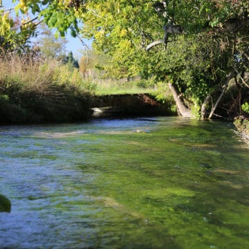 River Itchen, Brown Trout, Chalkstream Fishing, Aardvark McLeod