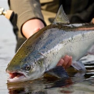 fishing holidays iceland, fly fishing nordura, fishing holidays, fly fishing for Atlantic Salmon, Fishing the hitch, Aardvark McLeod