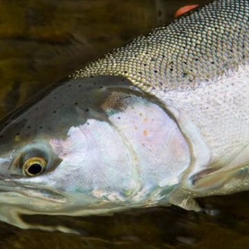 Nushagak Wilderness Camp, Alaska, Aardvark McLeod, king salmon, coho salmon, sockeye salmon, chum salmon, dolly varden, trout, grayling northern pike