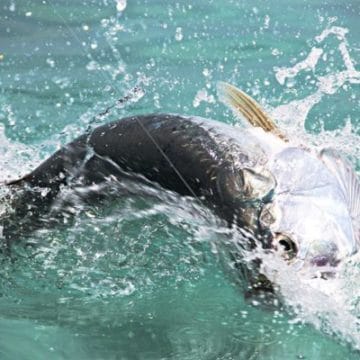 El Pescador Lodge, Belize, fishing, family, Aardvark McLeod