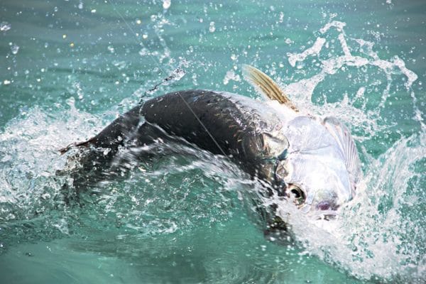 El Pescador Lodge, Belize, fishing, family, Aardvark McLeod