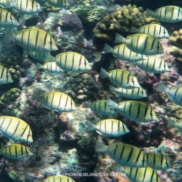 Alphonse Island Seychelles diving