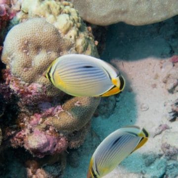 Alphonse Island Seychelles diving