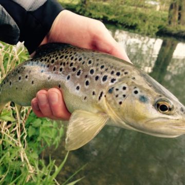 River Avon, River Test, River Itchen, Brown Trout, Wiltshire chalkstream fishing, Aardvark McLeod